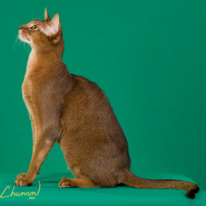 Abyssinian