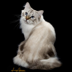 American Bobtail