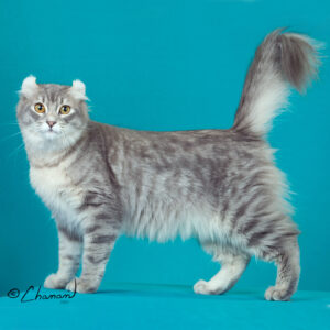 American Curl