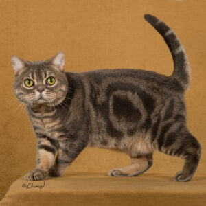 American Shorthair