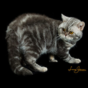 American Wirehair