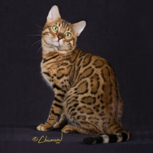 Bengal