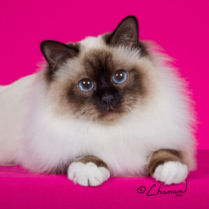 Birman
