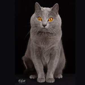 Chartreux