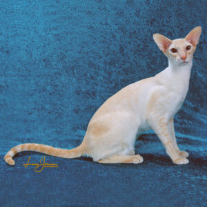 Colorpoint Shorthair