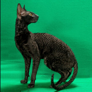Cornish Rex