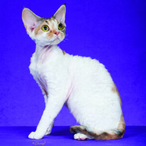 Devon Rex