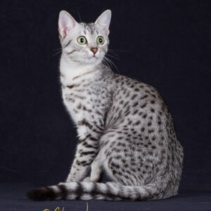 Egyptian Mau