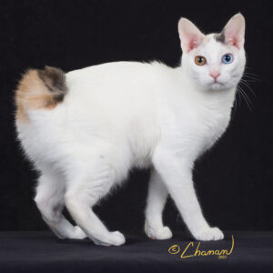 Japanese Bobtail