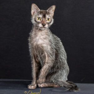 Lykoi