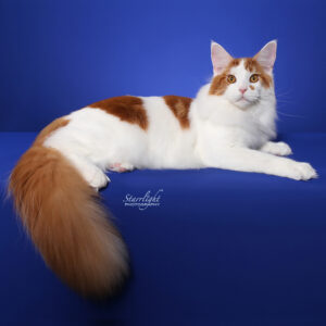 Maine Coon Cat