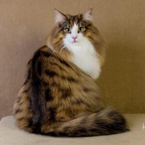 Norwegian Forest Cat