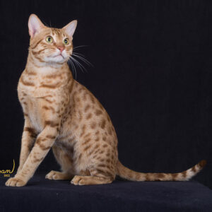 Ocicat