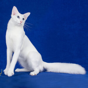 Oriental Longhair
