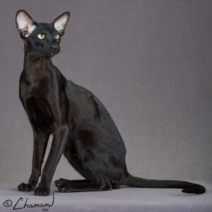 Oriental Shorthair