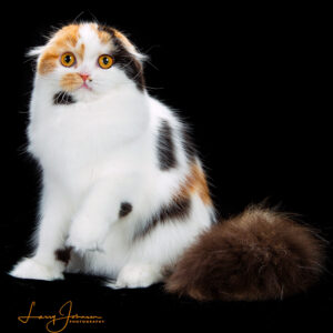 Scottish Fold