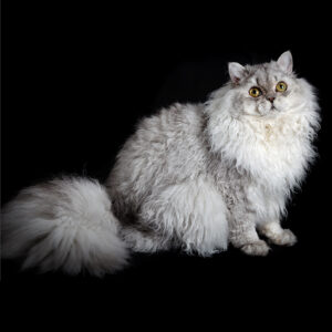 Selkirk Rex