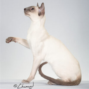 Siamese
