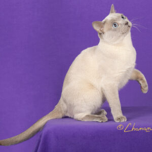 Tonkinese