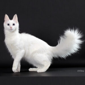 Turkish Angora