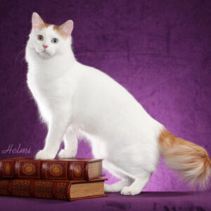 Turkish Van